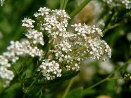 Attēlu rezultāti vaicājumam “Lepidium latifolium flower”