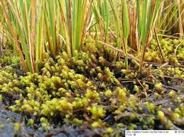 Attēlu rezultāti vaicājumam “Drepanocladus lycopodioides”