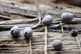 Attēlu rezultāti vaicājumam “Symphytocarpus trechisporus sessile”