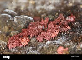 Attēlu rezultāti vaicājumam “Arcyria stipata spores”