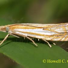 Attēlu rezultāti vaicājumam “Crambus silvella”