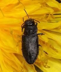 Attēlu rezultāti vaicājumam “Anthaxia quadripunctata”