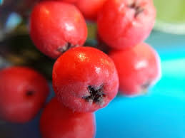 Attēlu rezultāti vaicājumam “Cotoneaster multiflorus fruit”
