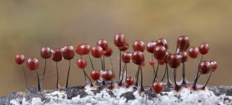 Attēlu rezultāti vaicājumam “Comatricha nigra”