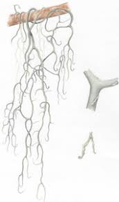 Attēlu rezultāti vaicājumam “Ramalina thrausta”