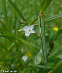 Attēlu rezultāti vaicājumam “Veronica scutellata flower”
