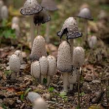 Attēlu rezultāti vaicājumam “Coprinus comatus”
