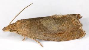 Attēlu rezultāti vaicājumam “Dichrorampha simpliciana”