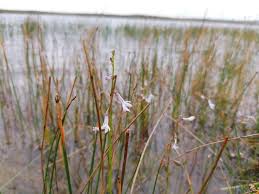 Attēlu rezultāti vaicājumam “Lobelia dortmanna flower”