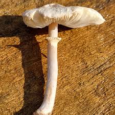 Attēlu rezultāti vaicājumam “Trichia ambigua stalked”