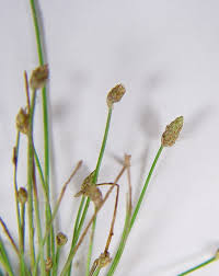 Attēlu rezultāti vaicājumam “Comatricha ellae stalked”