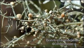 Attēlu rezultāti vaicājumam “Biatoropsis usnearum”