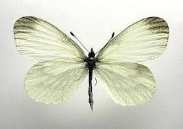 Attēlu rezultāti vaicājumam “Leptidea sinapis underside”