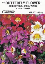 Image result for Schizanthus