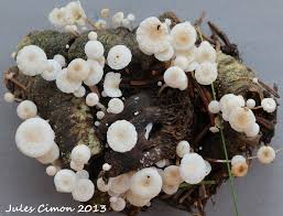 Attēlu rezultāti vaicājumam “Collybia cirrhata”