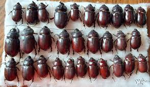 Attēlu rezultāti vaicājumam “Oryctes nasicornis”