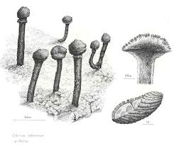 Attēlu rezultāti vaicājumam “Calicium adspersum”