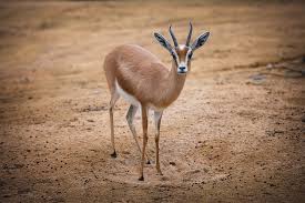 Image result for dordzse