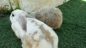 Attēlu rezultāti vaicājumam “Lepus sp.”