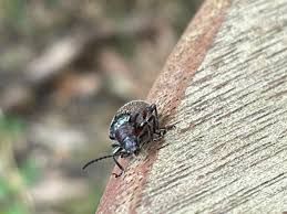 Attēlu rezultāti vaicājumam “Tenebrionidae”