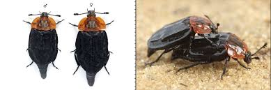 Attēlu rezultāti vaicājumam “Oiceoptoma thoracicum”