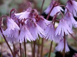 Attēlu rezultāti vaicājumam “Salix myrtilloides”