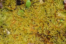 Attēlu rezultāti vaicājumam “Calliergonella cuspidata sporophyte”