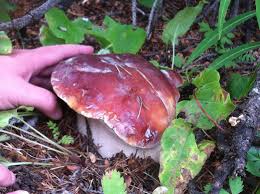 Attēlu rezultāti vaicājumam “Boletus edulis”