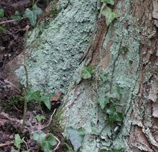 Attēlu rezultāti vaicājumam “Lepraria”