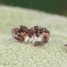 Attēlu rezultāti vaicājumam “Agelastica alni larva”