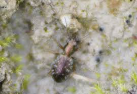 Attēlu rezultāti vaicājumam “Asaphidion pallipes”