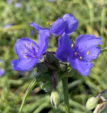 Attēlu rezultāti vaicājumam “Tradescantia virginiana”