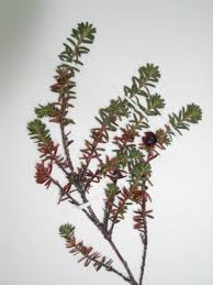 Attēlu rezultāti vaicājumam “Empetraceae”