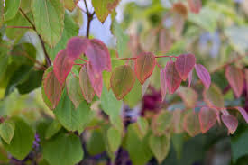 Attēlu rezultāti vaicājumam “Cercidiphyllum japonicum flower”