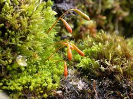 Attēlu rezultāti vaicājumam “Pohlia nutans sporophyte”