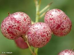 Attēlu rezultāti vaicājumam “Maianthemum bifolium fruit”