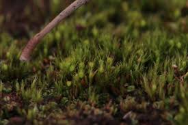 Attēlu rezultāti vaicājumam “Pleuridium subulatum”