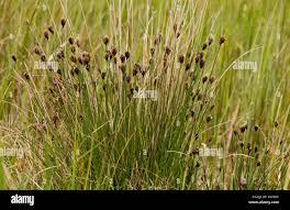 Attēlu rezultāti vaicājumam “Schoenus ferrugineus fruit”