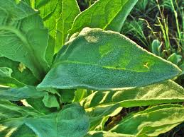Attēlu rezultāti vaicājumam “Verbascum thapsus leaf”