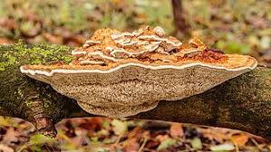 Attēlu rezultāti vaicājumam “Barbeyella minutissima stalked”