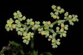 Attēlu rezultāti vaicājumam “Vitaceae”