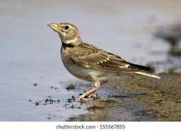 Image result for Melanocorypha calandra