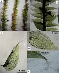 Attēlu rezultāti vaicājumam “Thamnobryum subserratum”