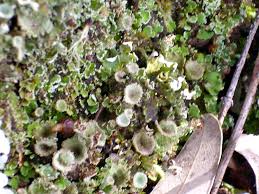 Attēlu rezultāti vaicājumam “Cladonia fimbriata”