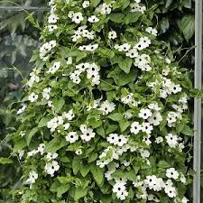 Image result for Thunbergia alata