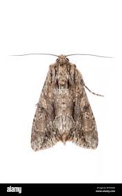 Attēlu rezultāti vaicājumam “Apamea monoglypha”