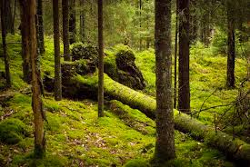 Attēlu rezultāti vaicājumam “Arthonia leucopellaea”