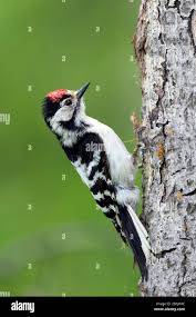 Attēlu rezultāti vaicājumam “Dendrocopos minor”