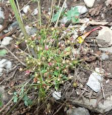 Attēlu rezultāti vaicājumam “Androsace septentrionalis fruit”