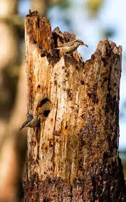 Attēlu rezultāti vaicājumam “Sitta europaea nest”